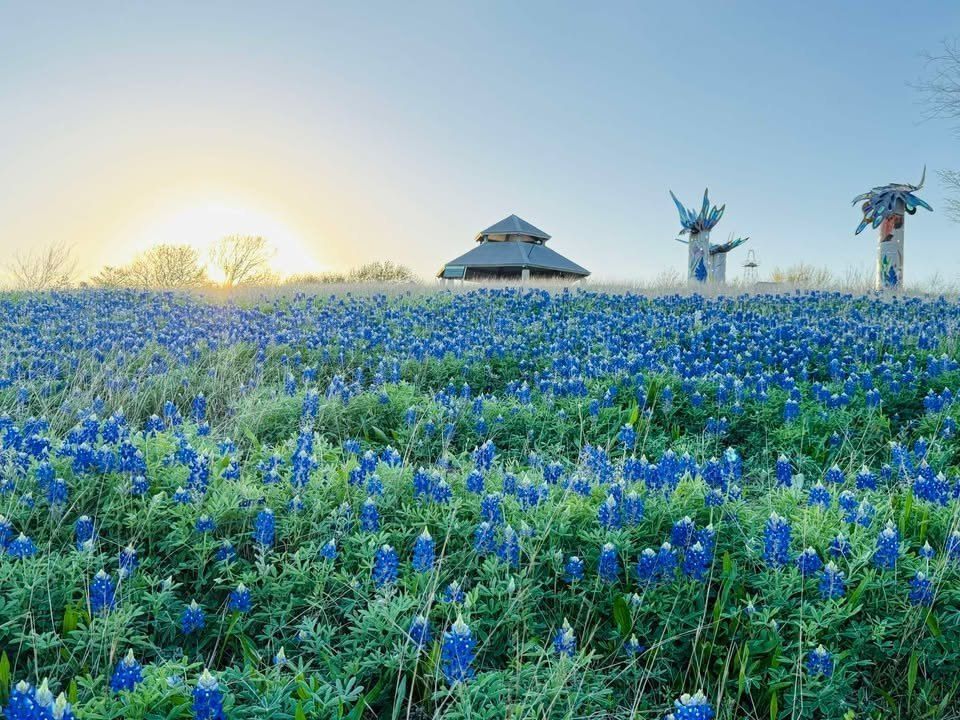 Bluebonnets in bloom in front of the gazebo at Willow Waterhole at sunrise
