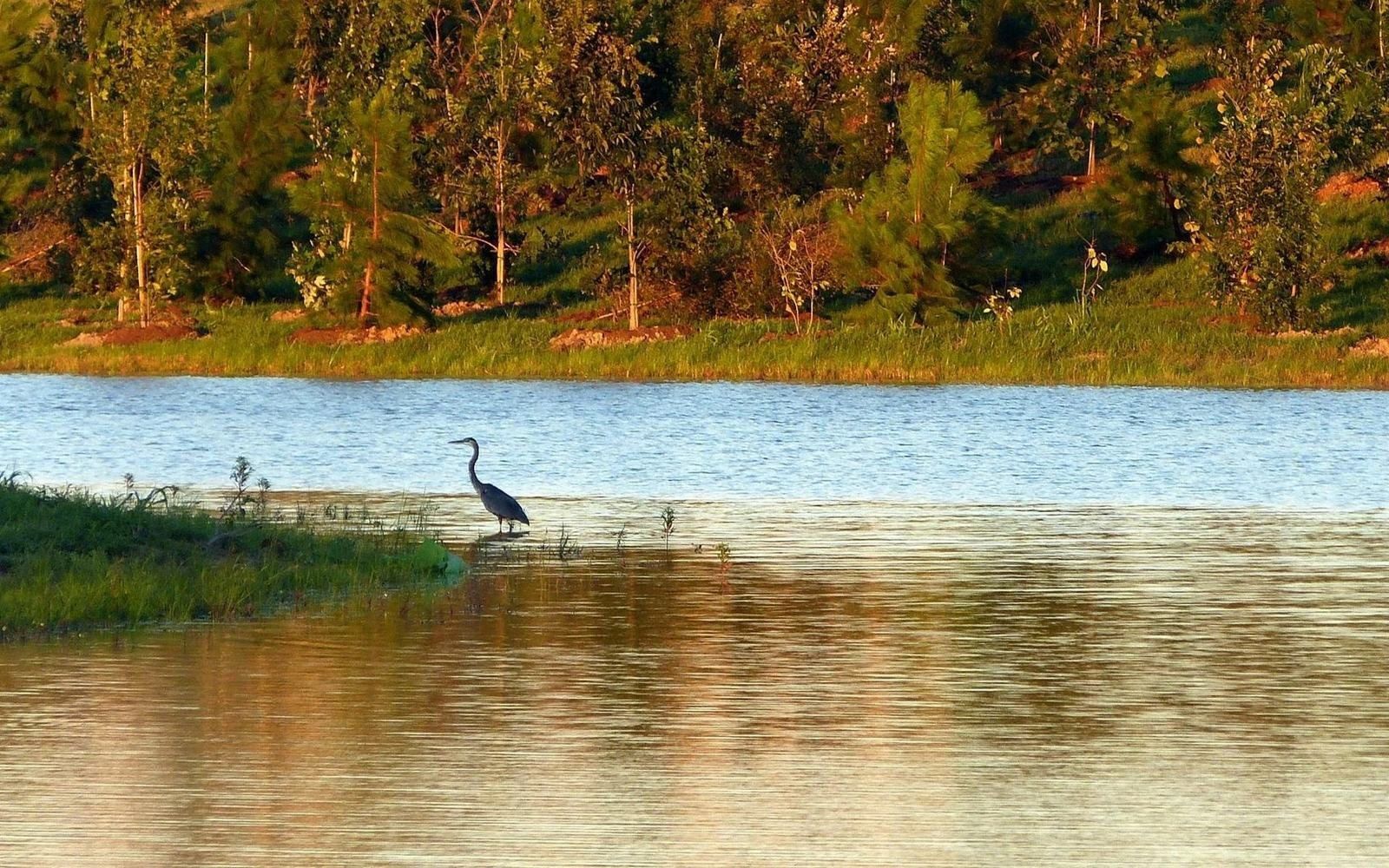 A heron wading at the edge of a lake at Willow Waterhole at golden hour